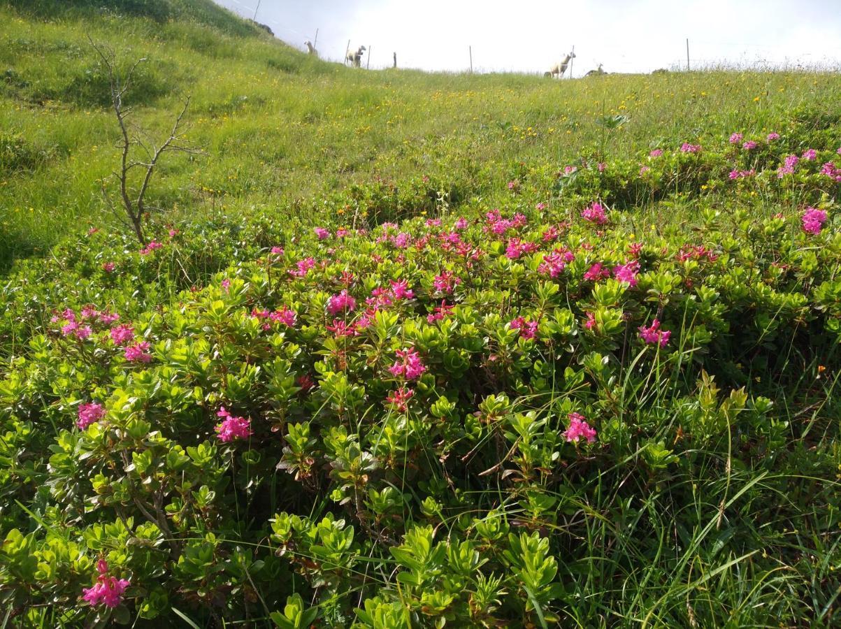 Spulhof Lägenhet Abtenau Exteriör bild